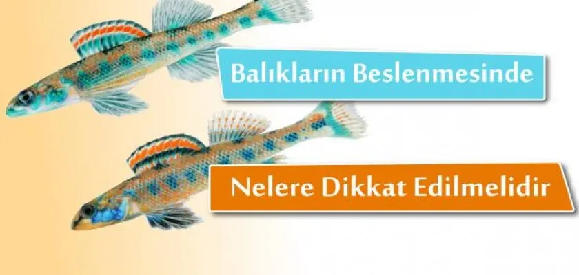 Balıkların Beslenmesinde Nelere Dikkat Edilmelidir