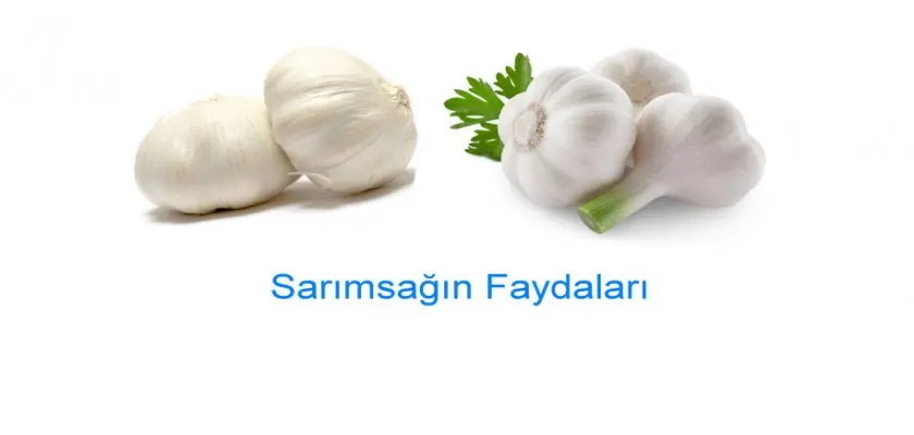 Sarımsağın Mucize Faydaları