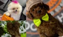 Toy Poodle Yavruları İdeal Sahiplenme Yaşı Nedir?