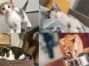 Kedi Bakımı Ev Ortamına Uygun Bir Seçenektir