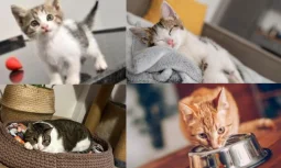 Kedi Bakımı Ev Ortamına Uygun Bir Seçenektir