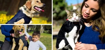 Köpeklerde Aşılar Alerji Yapar Mı