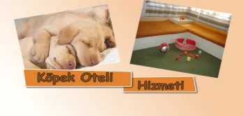 Köpek Oteli