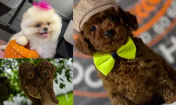 Toy Poodle Yavruları İdeal Sahiplenme Yaşı Nedir?