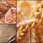 Tahıl Depolarındaki Önemli Unsurlar Nedir?