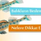 Balıkların Beslenmesinde Nelere Dikkat Edilmelidir