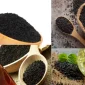 Black Seed Oil (Çörek Otu Yağı) Nedir?