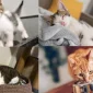 Kedi Bakımı Ev Ortamına Uygun Bir Seçenektir